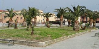 San Severo, avviata la potatura straordinaria degli alberi