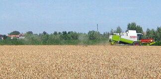 Crollo del prezzo del grano, Agrinsieme pensa a una mobilitazione