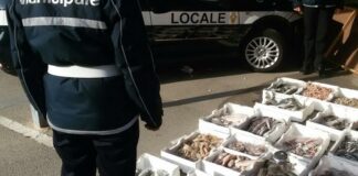 Sequestrati 50 kg di crostacei non tracciabili