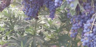 Orta Nova: sequestrata piantagione di marijuana in uso a 57enne