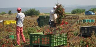 Caporalato nel Foggiano, controlli in sette aziende: 10 persone denunciate