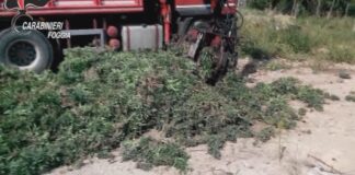 Sequestrata maxi piantagione di marijuana di oltre 6 ettari