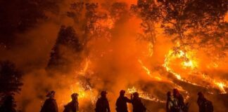 Siccità e incendi: in fumo 1565 ettari di boschi