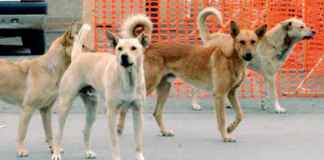 Cani randagi avvelenati, la denuncia di un’Assessora: «Strage silenziosa a Borgo Mezzanone»