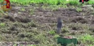 Braccianti su furgone fatiscente e senza finestrini: arrestato caporale