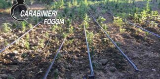 Oltre 8mila piante di marijuana rinvenute nelle campagne di Cerignola