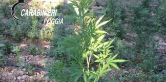 Blitz antidroga: sequestrate 500 piante di cannabis e mezzo chilo di marijuana