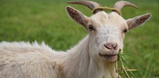 Panico sulla A14, capra vagante bloccata dalla Polizia e due tir