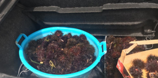 Oltre 200 ricci sequestrati nei pressi del Casello di Foggia e poi liberati in mare