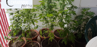 Maxi retata dei Carabinieri a Cerignola: arresti e sequestri per droga e armi