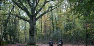Si perdono mentre cercano un lago inesistente nella Foresta Umbra: ritrovati 4 ragazzi