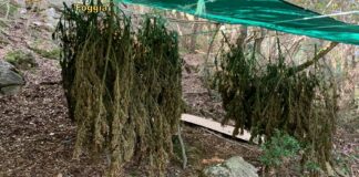 Scoperte in un bosco dalla Guardia di Finanza 60 piante di marijuana