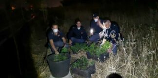Sequestrate 111 piante di marijuana in un’area ferroviaria