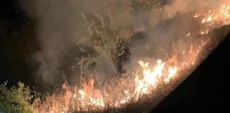 Incendio in un bosco: sindaco offre 5 mila euro a chi aiuta a trovare responsabile
