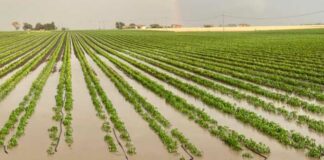 Maltempo, agricoltura foggiana in ginocchio: «Azzerato un anno di lavoro»