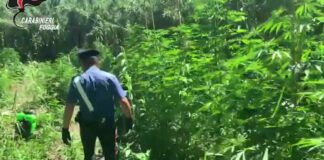 Scoperta piantagione di cannabis a ridosso dell’Ofanto: 2 arresti