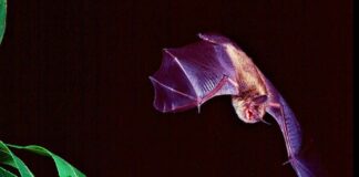 Bimba morsa da pipistrello a Livorno salvata dal Centro Antiveleni di Foggia