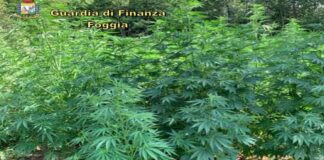 Scoperte tre piantagioni di marijuana in un bosco del Gargano