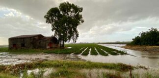 Maltempo: nubifragi spazzano via colture e allagano i campi