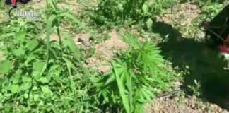 Scoperta e sequestrata l’ennesima piantagione di marijuana sul Gargano