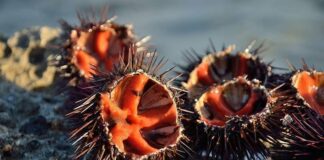 Traffico illecito di ricci di mare in area garganica: sequestrati 1000 esemplari