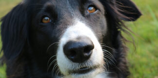 Disabile accusato di aver rubato un cane viene pestato a sangue e minacciato di morte: coppia in manette