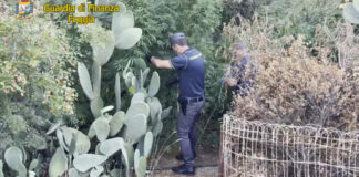 Piantagione di marijuana nascosta tra le piante di fico d’india: arrestato incensurato di San Nicandro