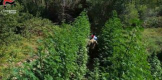 Maxi operazione antidroga in Capitanata: raffica di arresti e perquisizioni