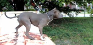 Orrore a Cerignola: uomo azzannato da due pittbull muore dissanguato