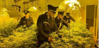 Piantagione di marijuana in casa: arrestato un sanseverese
