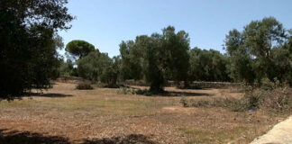 Furti, violenze ed alberi tagliati: torna l’incubo criminalità nelle campagne pugliesi