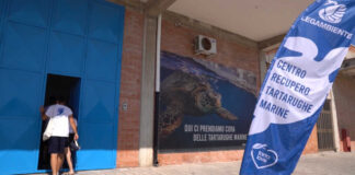 Goletta Verde libera in mare nel Golfo di Manfredonia la tartaruga marina Sipontina detta Tina