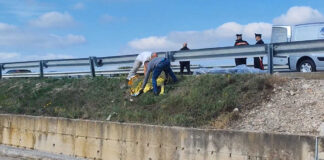 Investì e uccise un ciclista tra Lucera e Foggia, senza soccorrerlo: patteggiamento per un medico di 78 anni