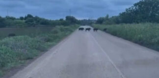 Gargano, l’invasione di cinghiali è un’emergenza