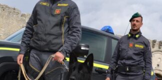 Unità cinofile della guardia di finanza protagoniste nel 2024: oltre 290 sequestri