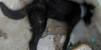 A Manfredonia la mattanza di cani e gatti fatti annegare nei canali