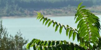 Siccità, scenario critico in Capitanata: 60 milioni di metri cubi d’acqua in meno