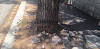 Alberi pericolanti e marciapiedi impraticabili: monta la protesta dei cittadini in viale Virgilio