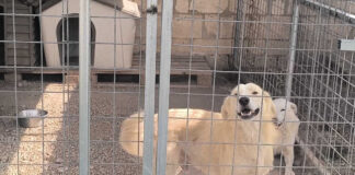 Randagismo in aumento a Foggia: tappa nel rifugio tra i cani in cerca di una famiglia