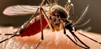 Febbre del Nilo, nuovo caso a Foggia: ancora un cavallo positivo al virus