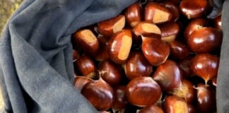 Gargano, preoccupazione per l’insetto killer proveniente dalla Cina