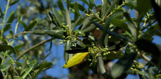 Xylella, Coldiretti: «Sono 153 gli ulivi infetti a Cagnano Varano»
