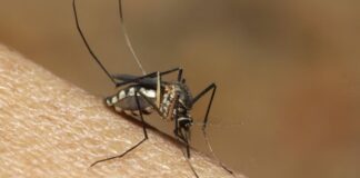 Zanzare in “trappola” per l’analisi del virus Chikungunya: due i casi in Puglia