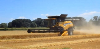 Grano sempre più al ribasso, BAT e provincia di Foggia in ginocchio