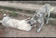 Cane veglia e prova a rianimare la sua “amica” investita e uccisa