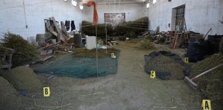 Foggia, 860 chili di droga ritrovati in tre caseggiati di Borgo Incoronata