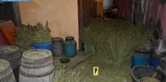 Borgo Incoronata, l’incredibile scoperta della Polizia: 860 chili di droga nascosti in casolari abbandonati
