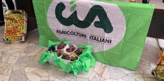 Uva, olio, grano e pomodoro: crisi profonda e ricadute su migliaia di famiglie