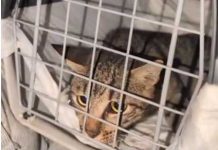 Foggia, salvato dopo 10 giorni in un tubo: è vivo il gatto “Alfredino”