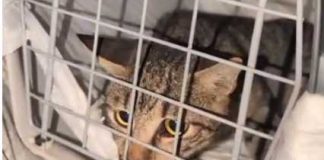 Foggia, salvato dopo 10 giorni in un tubo: è vivo il gatto “Alfredino”